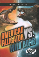 American_alligator_vs__wild_boar
